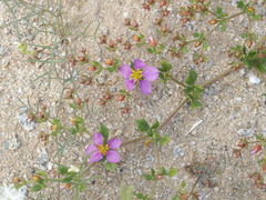 Fagonia chilensis