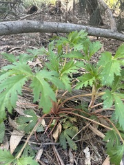 Trachymene composita