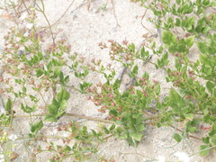 Fagonia chilensis