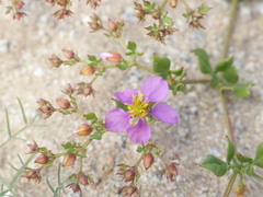 Fagonia chilensis