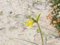 Zephyranthes bagnoldii