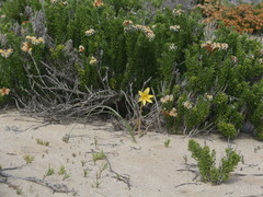 Zephyranthes bagnoldii