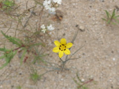 Sisyrinchium graminifolium