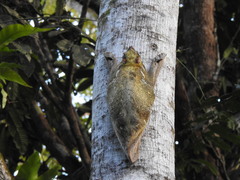 Galeopterus variegatus