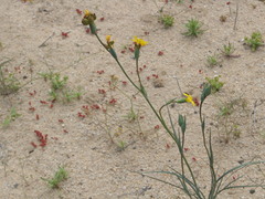 Sisyrinchium graminifolium