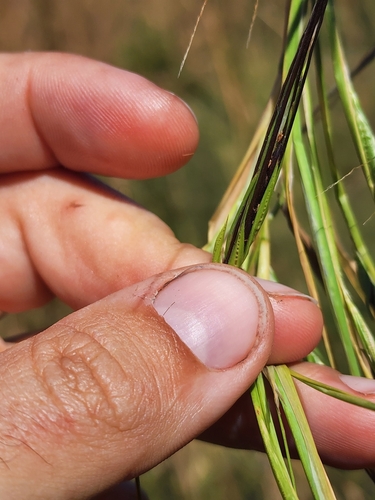 Image of Heteropogon melanocarpus by (c) Scott Allen Davis, some rights reserved (CC BY)