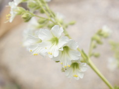 Mirabilis elegans
