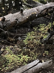 Lepus americanus