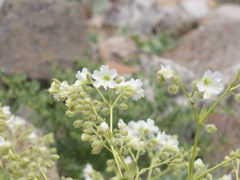 Mirabilis elegans