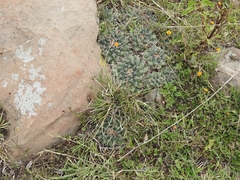 Mammillaria magnimamma