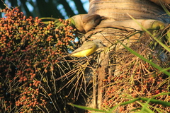 Tyrannus melancholicus