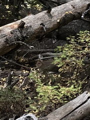 Lepus americanus