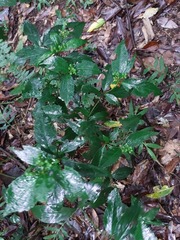 Sarcandra glabra