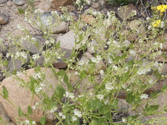Mirabilis elegans