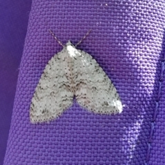 Hoplosauris multivirgulata