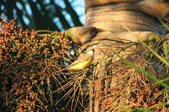 Tyrannus melancholicus