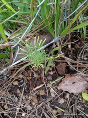 Tagetes filifolia
