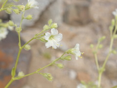 Mirabilis elegans