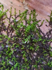 Frullania eboracensis