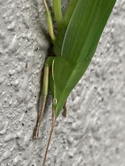 Euconocephalus varius