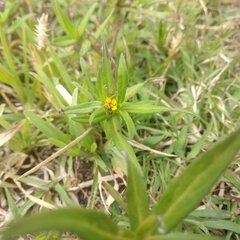 Melampodium sericeum
