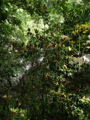 Palaquium galactoxylum
