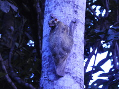 Galeopterus variegatus