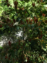 Palaquium galactoxylum