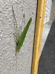 Euconocephalus varius