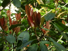 Palaquium galactoxylum
