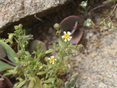 Perityle emoryi