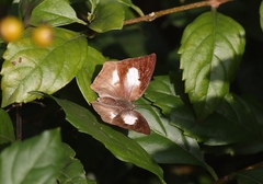 Curetis acuta