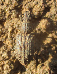 Microcerinae