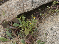 Perityle emoryi