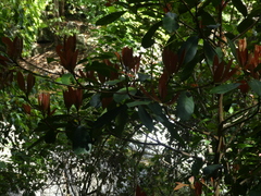 Palaquium galactoxylum