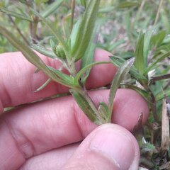 Melampodium sericeum