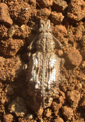 Microcerinae