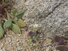 Cistanthe arenaria