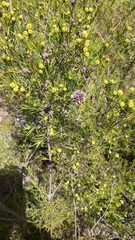 Melaleuca nodosa