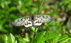 Acraea andromacha