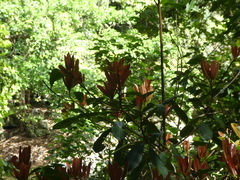 Palaquium galactoxylum