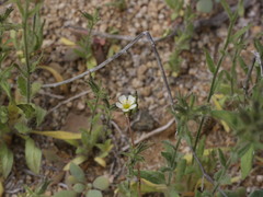 Cistanthe arenaria
