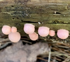 Lycogala epidendrum