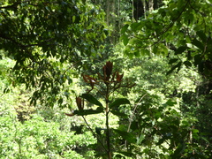 Palaquium galactoxylum