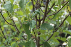 Montanoa leucantha
