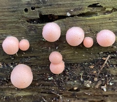 Lycogala epidendrum
