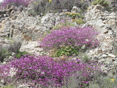 Mirabilis elegans