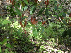 Palaquium galactoxylum
