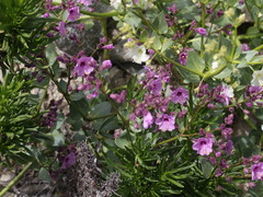 Mirabilis elegans