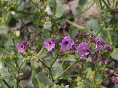Mirabilis elegans